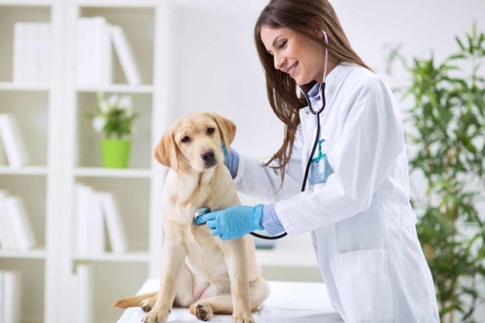 veterinary disinfection